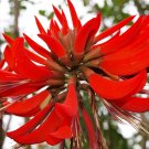 5 Seeds Erythrina variegata CORAL TREE Seeds EXOTIC (Seeds)