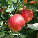 5 Seeds Malus domestica Mixed Varieties APPLE TREE (Seeds)