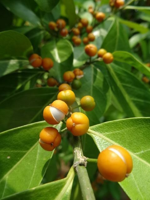 5 Seeds Suregada multiflora FALSE LIME Tree (Seeds)