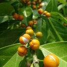 5 Seeds Suregada multiflora FALSE LIME Tree (Seeds)
