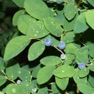 10 Seeds Vaccinium ovalifolium UNIQUE FRUIT Shrub (Seeds)