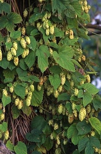 5 Seeds Humulus lupulus FUGGLES HOPS Vine (Seeds)