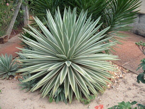 5 Seeds Agave angustifolia marginata VARIEGATED AGAVE Exotic (Seeds)