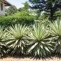 5 Seeds Agave angustifolia marginata VARIEGATED AGAVE Exotic (Seeds)