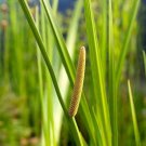 10 Seeds Acorus americanus SWEET FLAG - Aquatic (Seeds)