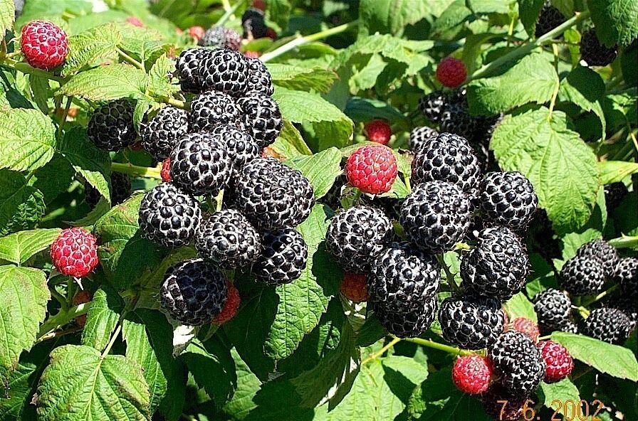 5 Seeds Rubus occidentalis BLACK RASPBERRY Fruit (Seeds)
