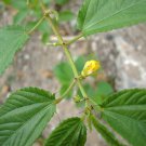 5 Seeds Corchorus olitorius NALTA JUTE Yellow flowers (Seeds)