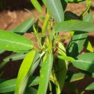 5 SEEDS Desmodium gyrans TELEGRAPH PLANT (Seeds)