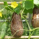 5 Seeds Cucumis sativus sikkimensis SIKKIM CUCUMBER (Seeds)
