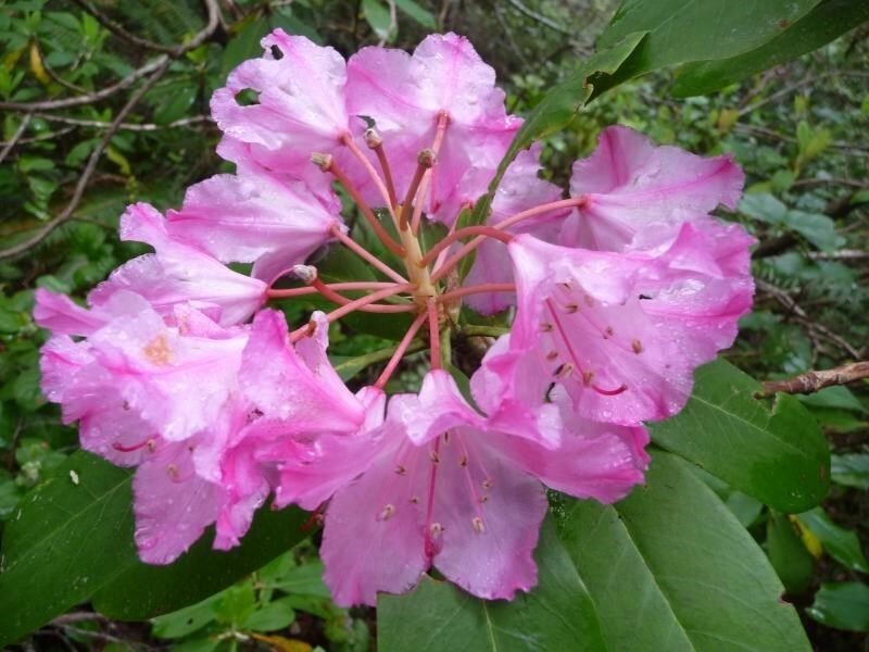 10 Seeds Rhododendron macrophyllum BIGLEAF RHODODENDRON (Seeds)