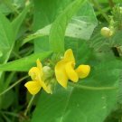 25 Seeds Vigna radiata var lobata MUNG BEAN (Seeds)