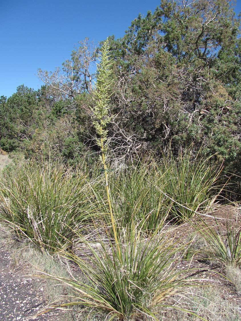 5 Seeds Nolina microcarpa BEAR GRASS Hardy Exotic (Seeds)