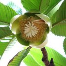5 Seeds Dillenia indica ELEPHANT APPLE TREE (Seeds)