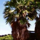 5 Seeds Washingtonia robusta MEXICAN FAN PALM Exotic (Seeds)
