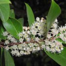 5 Seeds Prunus caroliniana CHERRYLAUREL TREE (Seeds)
