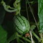 5 Seeds Melothria scabra CUCAMELON (Seeds)