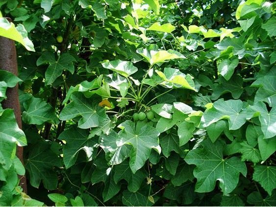 5 Seeds Jatropha curcas PHYSIC NUT (Seeds)