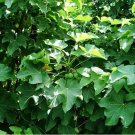 5 Seeds Jatropha curcas PHYSIC NUT (Seeds)