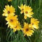 5 Seeds Helianthus maximiliani PERENNIAL SUNFLOWER (Seeds)
