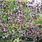 10 Seeds Salvia munzii MUNZ'S SAGE (Seeds)
