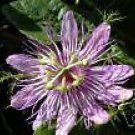5 Seeds Passiflora foetida PASSIONFLOWER Exotic (Seeds)
