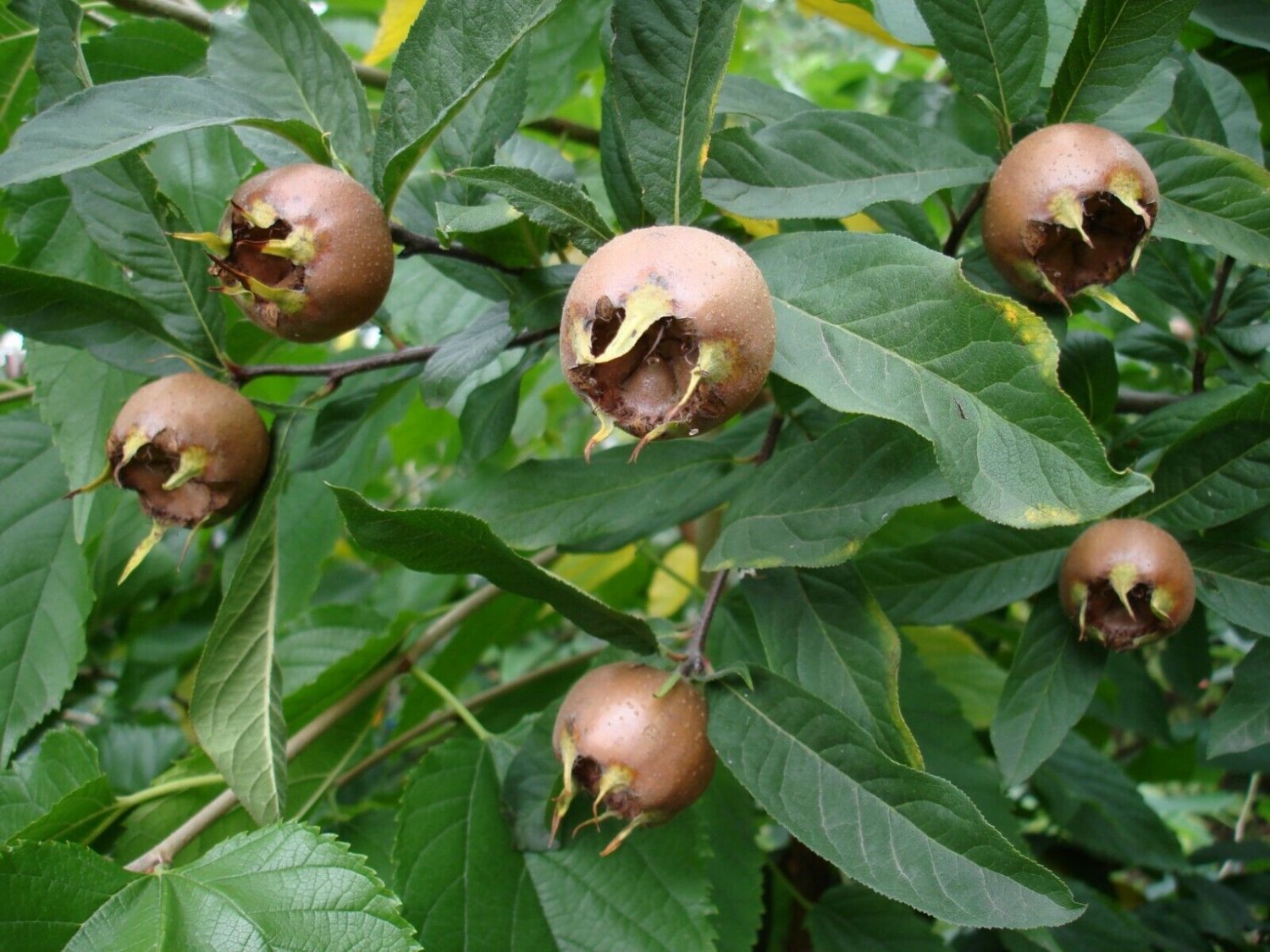 5 Seeds Mespilus germanica MEDLAR TREE (Seeds)