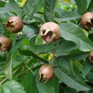 5 Seeds Mespilus germanica MEDLAR TREE (Seeds)