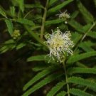 10 Seeds Desmanthus illinoensis UNIQUE PERENNIAL (Seeds)