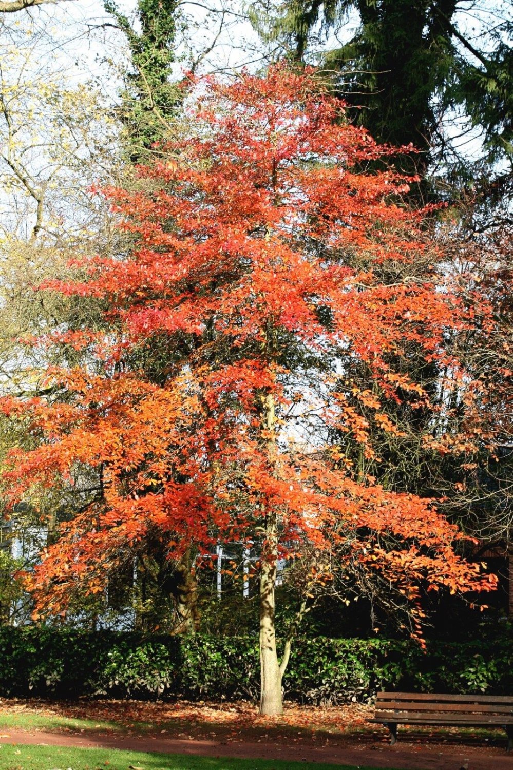 5 Seeds Nyssa sylvatica BLACK GUM TREE (Seeds)