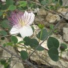 5 Seeds Capparis spinosa CAPER BUSH (Seeds)