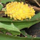 5 Seeds Selenicereus megalanthus DRAGONFRUIT CACTI (Seeds)