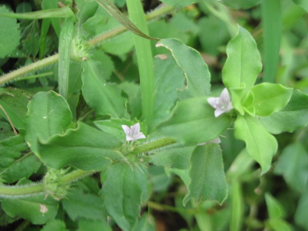10 Seeds Spermacoce hispida FALSE BUTTONWEED (Seeds)