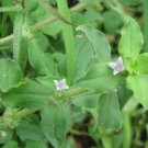 10 Seeds Spermacoce hispida FALSE BUTTONWEED (Seeds)
