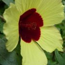 5 Seeds Hibiscus surratensis YELLOW HIBISCUS (Seeds)