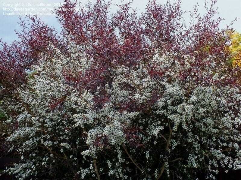 10 Seeds Leptospermum COPPER GLOW TEA TREE (Seeds)