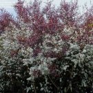 10 Seeds Leptospermum COPPER GLOW TEA TREE (Seeds)