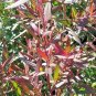 10 Seeds Leptospermum COPPER GLOW TEA TREE (Seeds)