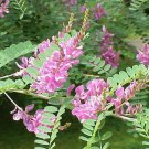 10 Seeds Indigofera tinctoria INDIGO (Seeds)