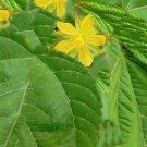 10 Seeds Corchorus capsularis WHITE JUTE Yellow flowers (Seeds)