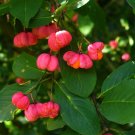 5 Seeds Euonymus europaeus SPINDLE TREE (Seeds)