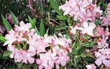 5 Seeds Nerium oleander HARDY PINK OLEANDER (Seeds)