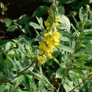 5 Seeds Crotalaria spectabilis SHOWY RATTLEBOX golden yellow flowers (Seeds)