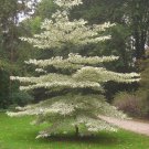 5 Seeds Cornus controversa PAGODA DOGWOOD (Seeds)