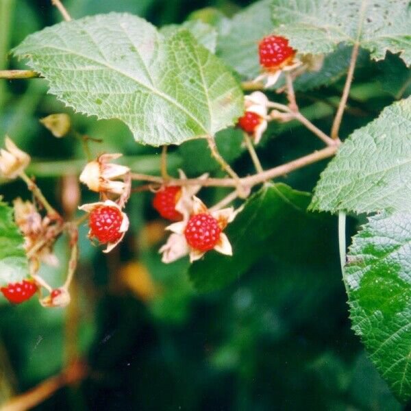 5 Seeds Rubus moluccanus MOLUCCA RASPBERRY Fruit (Seeds)