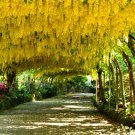 10 Seeds Laburnum alpinum GOLDEN CHAIN TREE (Seeds)