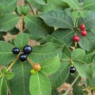 5 Seeds Rauwolfia tetraphylla VERY RARE AND UNIQUE (Seeds)