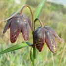 5 Seeds Fritillaria affinis CHECKER LILY (Seeds)