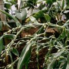 5 Seeds Coix lachryma jobi JOBS TEARS GRASS (Seeds)