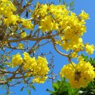 5 Seeds Tabebuia aurea YELLOW TRUMPET TREE (Seeds)