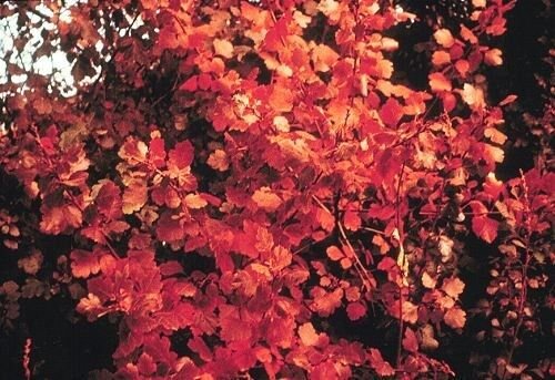 5 Seeds Rhus aromatica AROMATIC SUMAC Shrub (Seeds)